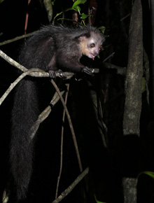 Palczak to najtrudniejszy do zaobserwowania gatunek lemura. W madagaskarskich lasach pełni funkcję dzięcioła, wyjadając larwy owadów z pni drzew