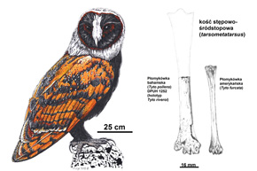 Przypuszczalny wygląd płomykówki bahamskiej Tyto pollens oraz porównanie skamieniałości tego gatunku ze współcześnie żyjącą płomykówką amerykańską (dawniej podgatunek żyjącej w Polsce płomykówki, o podobnych rozmiarach)