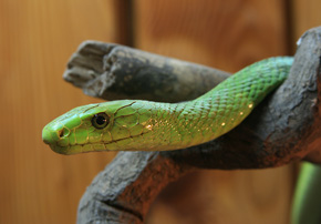 Mamba pospolita (Dendroaspis angusticeps) została zakwalifikowana do kategorii I – najbardziej niebezpiecznych gatunków zwierząt, a mimo to jej posiadanie (np. przez jednoosobowe „cyrki”) nie podlega obowiązkowi rejestracji. To jedno z licznych rozwiązań nieracjonalnych