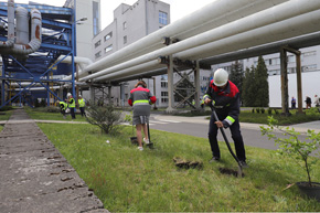 Pracownicy Veolii sadzą rodzime krzewy owocodajne dla ptaków