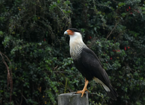 Karakara czarnobrzucha (Caracara plancus) czekała na nas na poboczu drogi