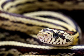 Krzyżówka węża zbożowego Pantherophis guttatus z lancetogłowem kalifornijskim Lampropeltis getula californiae. Hybrydy podlegają wszystkim ograniczeniom dotyczącym każdego z ich rodziców