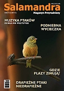 Ortolan (Emberiza hortulana). Fot. Tomasz Skorupka